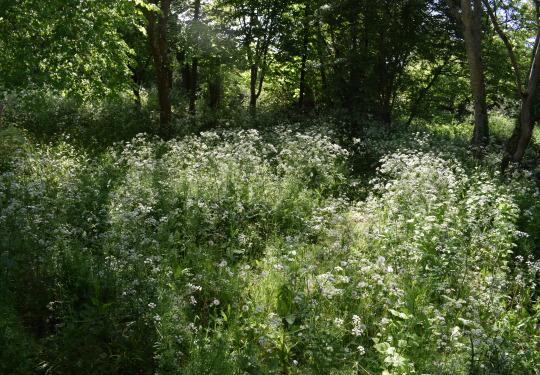 The 5-Minute Morning Ritual That Changes Everything